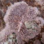 Ionaspis odora