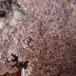 Ionaspis odora