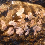 Ionaspis odora