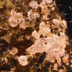 Ionaspis odora
