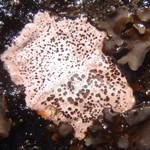 Ionaspis odora
