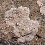 Ionaspis odora