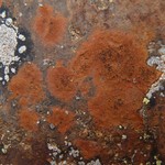 Ionaspis suaveolens