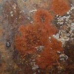 Ionaspis suaveolens