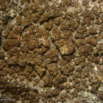 Japewia subaurifera