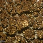 Japewia subaurifera