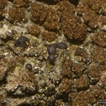 Japewia subaurifera