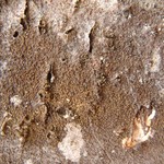 Japewia subaurifera