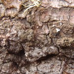 Japewia subaurifera