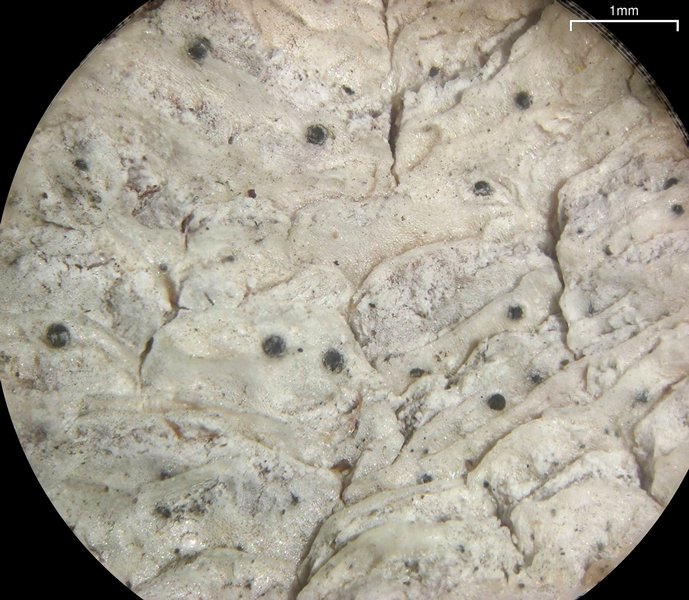 Julella fallaciosa