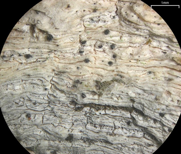 Julella fallaciosa