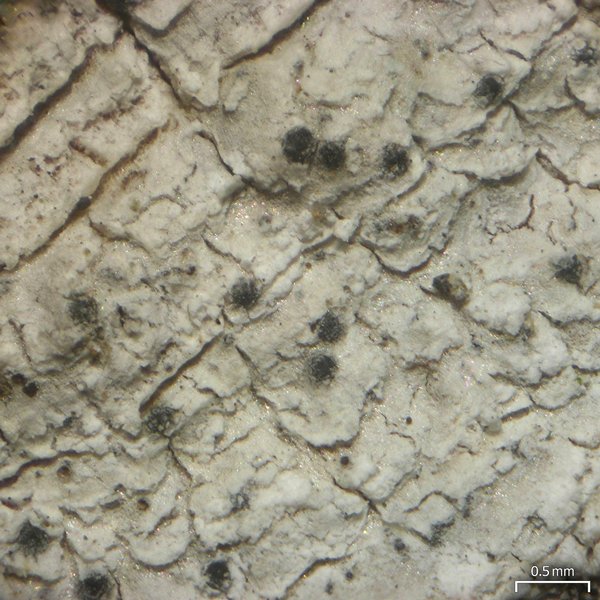 Julella fallaciosa