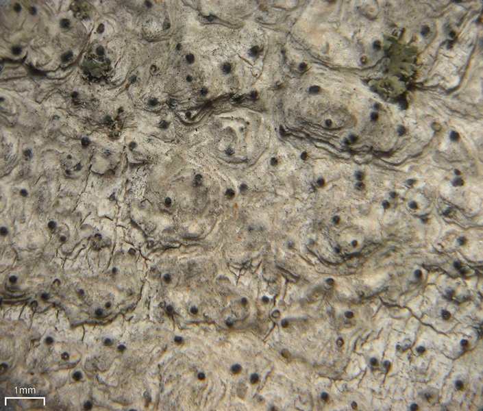 Julella fallaciosa