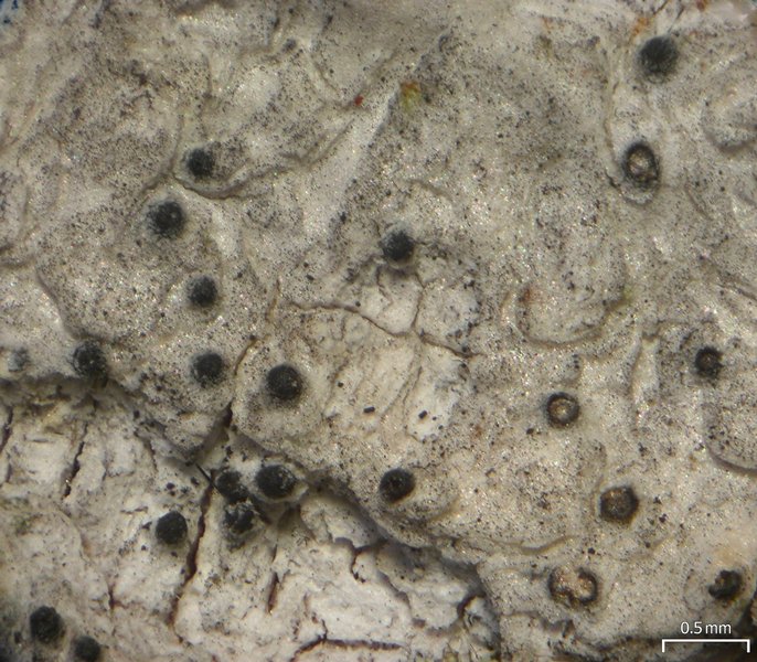 Julella fallaciosa