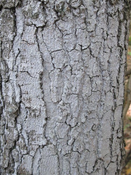Julella fallaciosa