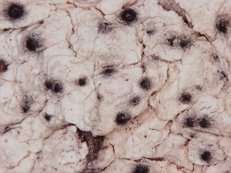 Julella lactea