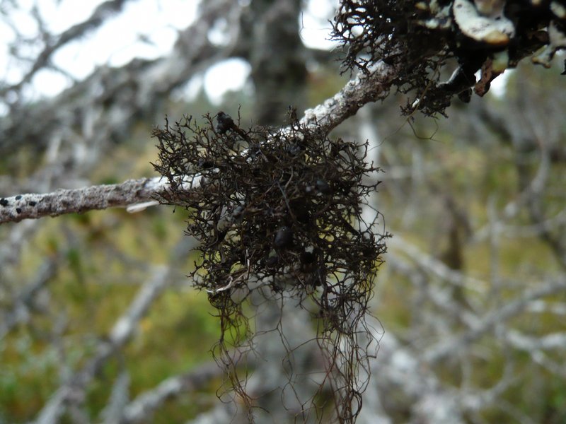 Kaernefeltia californica