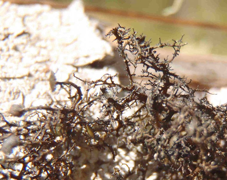 Kaernefeltia californica