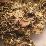 Vestergrenopsis sonomensis