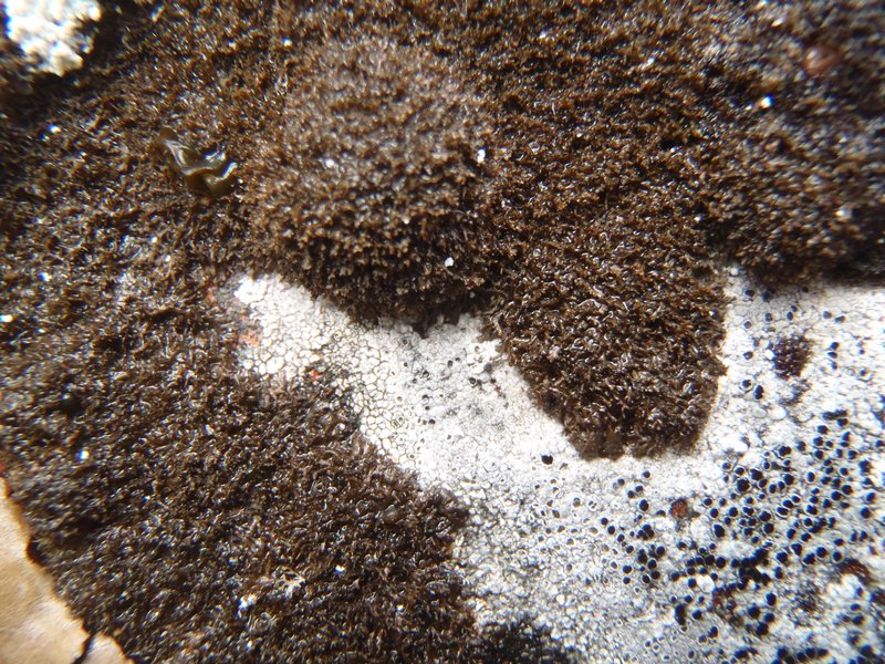 Vestergrenopsis sonomensis