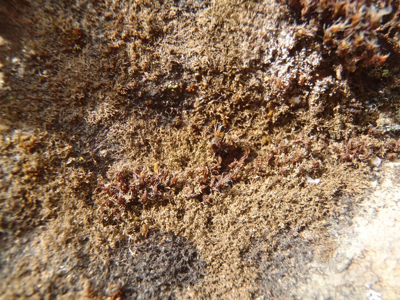 Vestergrenopsis sonomensis