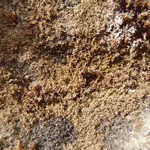 Vestergrenopsis sonomensis