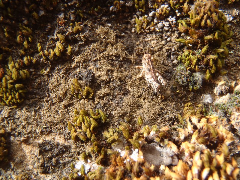 Vestergrenopsis sonomensis