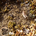 Vestergrenopsis sonomensis