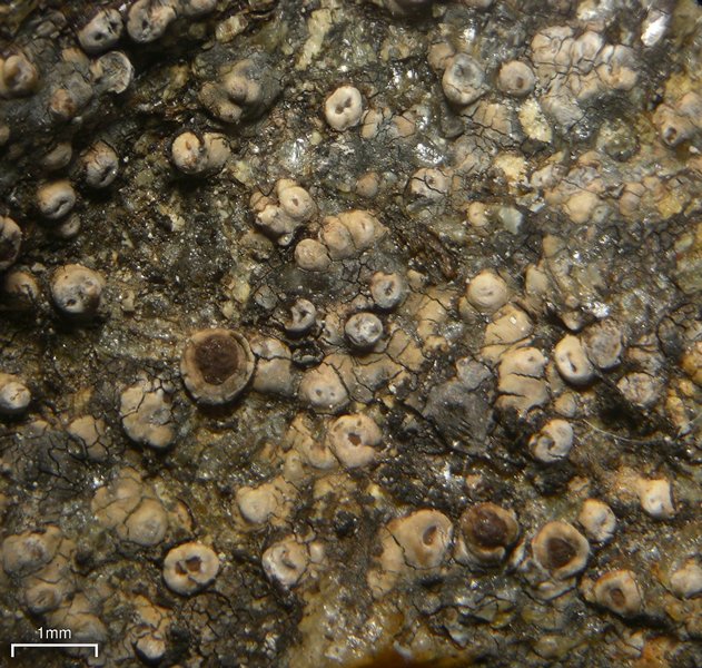 Koerberiella wimmeriana