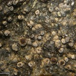 Koerberiella wimmeriana