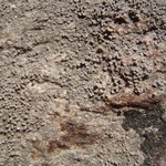 Koerberiella wimmeriana
