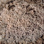 Koerberiella wimmeriana