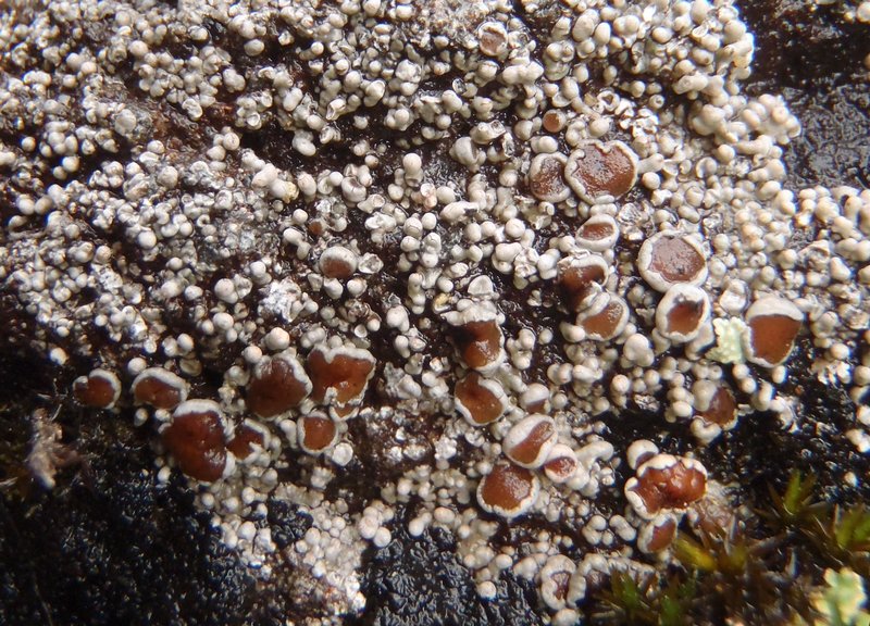 Koerberiella wimmeriana