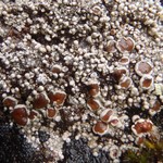 Koerberiella wimmeriana