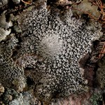Lasallia papulosa