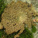 Lasallia papulosa