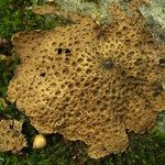 Lasallia papulosa