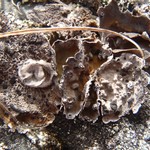 Lasallia pensylvanica