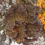 Lasallia pensylvanica