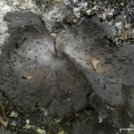Lasallia pensylvanica