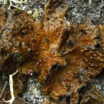 Lasallia pensylvanica
