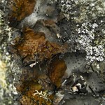 Lasallia pensylvanica