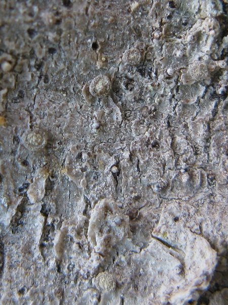 Lecanactis abietina