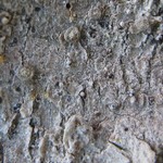 Lecanactis abietina