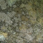 Lecanactis dilleniana