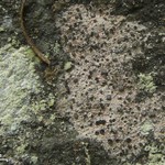 Lecanactis dilleniana