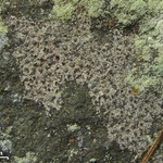 Lecanactis dilleniana
