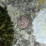 Lecanactis dilleniana