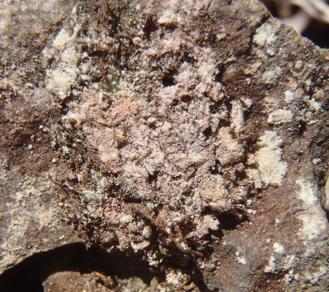 Lecanactis latebrarum