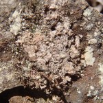 Lecanactis latebrarum